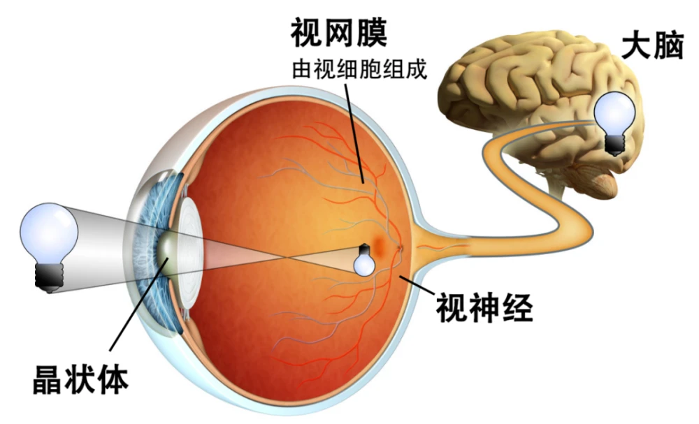 怎样绑定社会保障卡手机上_怎么激活社保卡手机上_5g手机5g卡怎么上不了5g